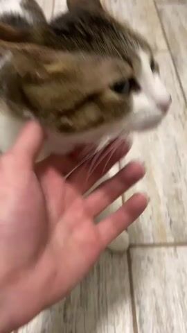 A cat with white, brown, and black fur is being petted by a human hand. The cat is looking towards the camera. The background appears to be a tiled floor. The video is short and shows the interaction from different angles, with a close-up of the cat's face at the end.