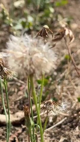A close-up, shallow depth of field video shows a fluffy white dandelion seed head in the foreground. The background is blurred, showing dry, brown earth and some green foliage. Several smaller, wilted dandelion seed heads are visible on thin green stems to the left and right of the main one. One seed head on the right has a few white seeds still attached, while others are empty brown husks. The overall impression is one of nature and the life cycle of a plant.