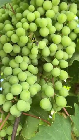 A close-up shot showcases a cluster of unripe green grapes hanging from a vine. The grapes are round and vary slightly in size, tightly packed together. Lush green leaves are visible in the background, along with some of the vine's reddish-brown tendrils. The lighting suggests an outdoor setting, possibly in daylight, with a slightly blurred background that keeps the focus on the grapes. There are no people or actions depicted; it is a static shot of the fruit on the vine.