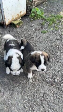 A group of four puppies are standing on a gravel surface near a rusty metal structure. The puppies have black and white markings on their fur. One puppy in the foreground has its head turned towards the camera, while others are looking around or interacting with each other. The environment appears to be outdoors, with some greenery visible in the background.