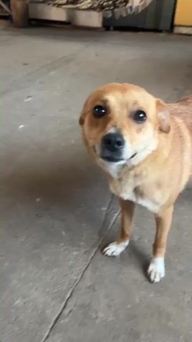 A light brown dog with dark eyes stands on a concrete floor. The dog's head is turned toward the camera, and its body is angled away. The dog is in focus, while the background is blurred. The video shows the dog from different angles as it moves around.