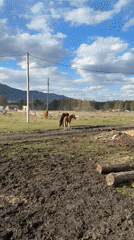 Horses graze in rural Tyulyuk fields under dramatic skies