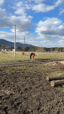 Horses graze in rural Tyulyuk fields under dramatic skies
