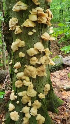 The video shows a close-up view of a tree trunk covered in clusters of pale yellow, fan-shaped mushrooms. The mushrooms are growing in a forest environment, with green leaves and other trees visible in the background. Some of the mushrooms are small and new, while others are larger and appear to be more mature. The video is shot from a slightly upward angle, focusing on the mushrooms as they grow up the side of the tree. The lighting is natural and diffused, suggesting an overcast day or a shaded forest area.