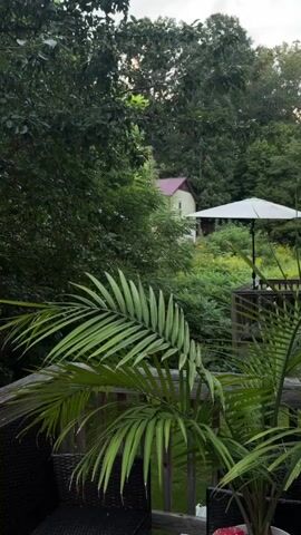 The video shows a view from a deck looking out at a wooded area. In the foreground, a large palm frond is visible on the left side of the frame, and another palm frond is on the right. A white patio umbrella stands open on the deck to the right of the frame. In the mid-ground, a light-colored house with a dark red roof is partially visible through the trees. The background consists of dense, dark green trees under a cloudy sky. The overall impression is a natural, somewhat secluded outdoor setting.