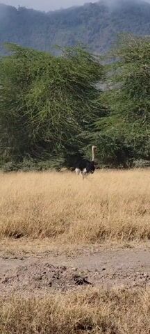 The video shows an ostrich standing in a field of tall, dry grass. The ostrich is black and white with a long neck. Behind the ostrich are two large, green trees. In the background, there are mountains. The ground in the foreground is dirt. A voice asks about herds of elephants.