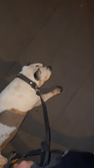 Evening dog walking activities recorded across Krasnoyarsk locations