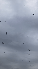 Seagulls, ferries, cats, and flowers along the Istanbul waterfront