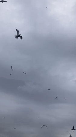 Seagulls, ferries, cats, and flowers along the Istanbul waterfront
