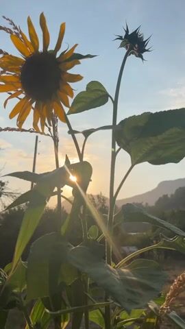 The video shows a close-up, low-angle shot of sunflowers against a sky with the sun setting. The sun is visible behind a large leaf, casting lens flares onto the camera. The sky is a light blue with hints of clouds. In the foreground, there are two sunflowers, one in full bloom with yellow petals and a dark center, and another that appears to be a bud. Large green leaves and stalks are visible. In the background, there are trees and hills silhouetted against the sky. The overall scene suggests an outdoor setting during golden hour.