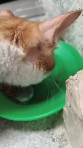 A close-up video shows an orange and white cat eating from a green bowl. The cat's head is down, and it is actively eating the food. A silver spoon is visible in the bowl, partially submerged in the food. The cat appears to be domestic, with short fur. The background is slightly blurred, but suggests an indoor setting, possibly a kitchen or dining area, with a tiled or concrete floor. The lighting is natural, coming from above and slightly to the left.