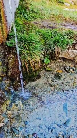 The video shows a natural spring flowing from a rocky embankment covered in moss and greenery. The water cascades down into a shallow pool of rocks and pebbles. Behind the spring, a grassy, mountainous landscape unfolds, with patches of green vegetation and scattered rocks. The sky is clear and a pale blue. The scene appears to be a serene and untouched natural environment.