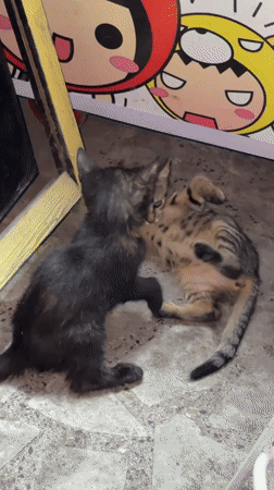 Kittens playing near a street food stall in Lovech