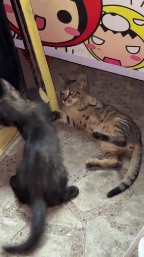 Kittens playing near a street food stall in Lovech