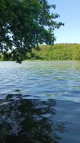 The video shows a body of water, likely a lake, with ripples on the surface. In the foreground, a tree branch with green leaves hangs over the water from the left side of the frame. The background consists of a dense forest of green trees under a clear blue sky. The scene appears to be a natural outdoor environment on a sunny day.