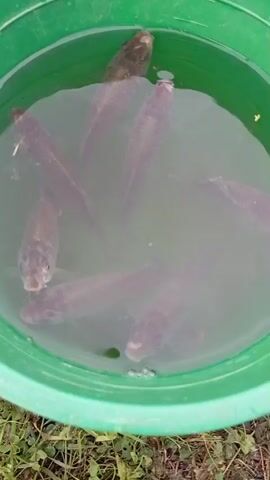 A medium shot captures a green plastic bucket filled with murky water. Several fish, dark gray in color, are submerged in the water. Some of the fish are facing the camera, revealing their eyes and mouths. One fish in the upper right corner is partially submerged and appears to be looking upwards. A few green leaves float on the surface of the water. The bucket is positioned outdoors, with visible grass and leaves on the ground surrounding its base. The video appears to be filmed by someone holding the camera above the bucket.