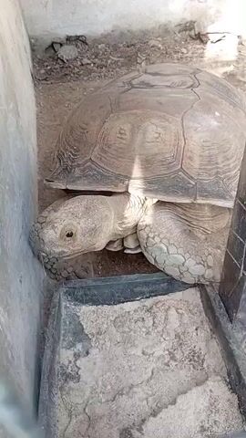 A large tortoise is visible in a confined enclosure with concrete walls and a metal fence. The tortoise is primarily grey and brown, and it is positioned near a black container filled with a light-colored, grainy substance. The tortoise’s head is extended, and it appears to be looking directly at the camera. The ground of the enclosure is covered in dirt. The video is taken from an elevated angle, looking down into the enclosure. There is speech in the background.