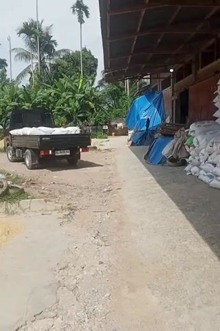 The video shows various stages of what appears to be a rice or grain processing operation. First, a truck is parked near a building with a large pile of sacks, likely containing the harvest. The next shot shows a man weighing a sack using a balance scale. In the final shot, a man is spreading grain to dry on a concrete surface. In the background, there are palm trees, a telecommunications tower, and other foliage, indicating a rural or tropical setting.