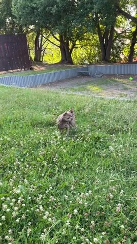 A small, light brown dog runs across a grassy area. The dog is wearing a grey harness. The grass is tall and green with some white clover flowers. In the background, there is a grey fence, trees, and buildings. A green ball is visible on the ground near the fence. The sun is shining, casting shadows through the trees.