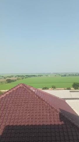 A drone shot begins with a close-up of a brown tiled roof and a wide expanse of green rice fields under a pale blue sky. As the drone ascends, the rice fields dominate the frame, stretching to the horizon. Scattered throughout the fields are small buildings, trees, and what appear to be agricultural structures. The overall impression is one of rural tranquility on a clear day.