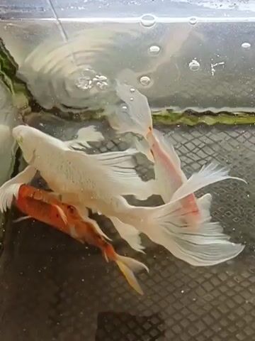 The video shows a close-up view of a small aquarium with several koi fish swimming. The fish are of various colors, including orange, white, and red. The water is clear, and there are some bubbles on the surface, suggesting aeration. The aquarium appears to be made of glass, with a black mesh lining the bottom. The lighting is bright, illuminating the fish and their movements. The camera is positioned above the aquarium, looking down at the fish. The video is short, lasting only a few seconds, and captures the natural behavior of the fish as they swim and interact with each other. There are no people visible in the video.