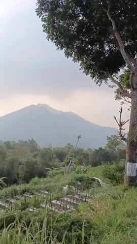 The video shows a landscape view from a grassy area with rows of young plants in the foreground. In the middle ground, there is a dense forest of trees, and a mountain is visible in the background. The sky is overcast with some sunlight breaking through the clouds. The video pans slightly to the right, revealing more of the hilly terrain and the cloudy sky.