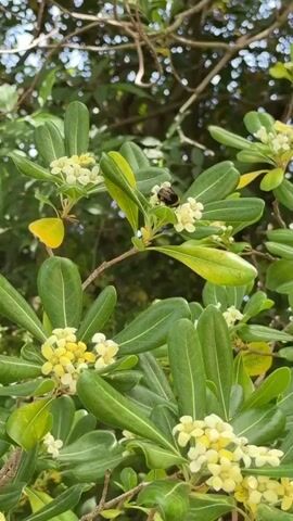 A close-up video shows a bumblebee actively foraging for nectar and pollen on a plant. The plant features numerous small, light yellow flowers clustered on its branches, surrounded by glossy green leaves, some of which exhibit yellowish edges. The bumblebee moves from one flower to another, its fuzzy black and yellow body contrasting with the pale blossoms. The background consists of blurred green foliage, indicating an outdoor, natural setting under bright daylight. The scene takes place in Olèrdola, Spain. There is no visible text.