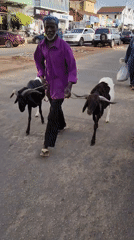 Man leads goats through city street as person rests nearby