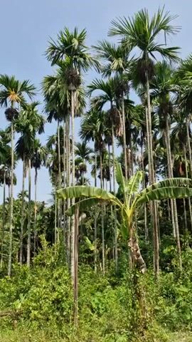 The video shows a rural landscape with several tall palm trees, lush green vegetation, and a clear blue sky. The camera pans across the scene, highlighting the tropical environment. There are no people or animals visible. The ground is covered with grass and some fallen leaves. The overall impression is one of natural beauty and tranquility.