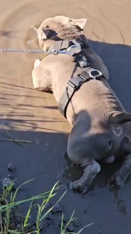 This media file features a medium shot of a gray pit bull dog in a muddy puddle. The dog is wearing a black harness with silver hardware and a blue leash is attached to the harness. The dog is lying down in the puddle with its head submerged in the mud, seemingly playing or exploring. Green grass is visible in the foreground, suggesting an outdoor setting, possibly a field or park. The lighting indicates it is daytime, with sunlight casting shadows on the ground. The overall impression is one of a playful dog enjoying a muddy environment. There is no visible text in the media file.