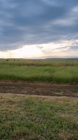 Rural wildflower fields and evening meal documented in Blizhnee
