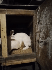 Rabbits and dancing in a Moldovan barn, summer evening