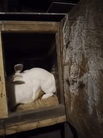 Rabbits and dancing in a Moldovan barn, summer evening