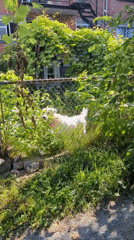 Summer stroll through a Montreal backyard and garden