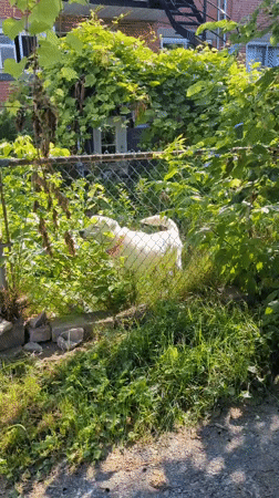 Summer stroll through a Montreal backyard and garden