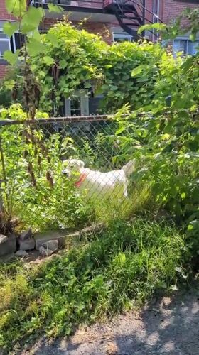 Summer stroll through a Montreal backyard and garden