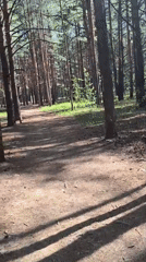 Morning forest walk documented near Chaikovsky, Russia