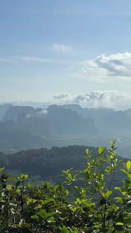 A vertical video shows a scenic mountain landscape on a bright, clear day. The foreground features lush green foliage with leaves and branches, some with yellow accents, extending into the frame from the bottom and sides. The midground reveals rolling hills covered in dense, dark green forest. In the background, a series of majestic, mist-shrouded limestone karst mountains rise in varying shades of blue and gray, with some peaks poking through scattered white clouds. The sky above is a brilliant, clear blue with a few wispy clouds. The overall impression is one of a vast, natural, and serene environment.