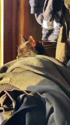 The video shows a small, black cat nestled on a pile of gray hoodies, sleeping near a window. The window is in the background, along with some clothes hanging on a rack. The cat's face is mostly obscured by the hoodies, but its ears are visible and illuminated by sunlight. The overall setting appears to be a cluttered indoor space.