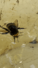 Afternoon rest in hammock, struggling bee witnessed in Panteleevka