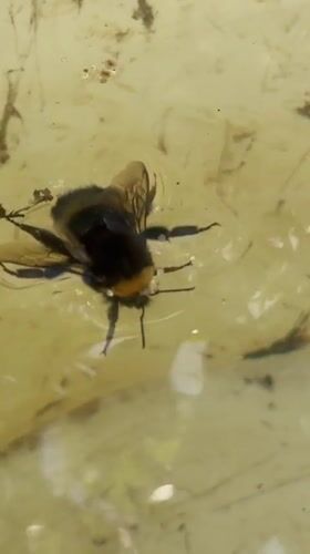 Afternoon rest in hammock, struggling bee witnessed in Panteleevka