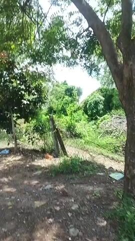 This video shows a series of outdoor scenes, likely filmed from a moving vehicle. The first scene features lush green trees and foliage, with a dirt path and a fence visible. The subsequent scenes reveal a road with trees on either side, a building with an entrance, and then a wider view of the sky with clouds. There are also images of power lines and utility poles, and a modern house. The overall impression is one of a rural or semi-rural environment on a clear day.