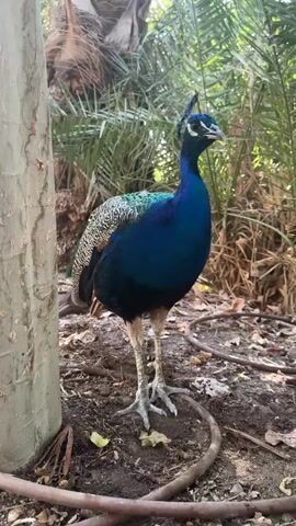A peacock stands on the ground next to a tree trunk. The peacock is facing the right side of the frame and looking towards the right. It has blue and green feathers on its body. The peacock then turns its head to the left, then to the right again and begins to walk away from the camera, moving towards the right side of the frame. The peacock is walking towards a group of palm trees. The ground is covered with dirt, leaves, and some brown hoses. The peacock has white and black eyes and a black crest on its head.