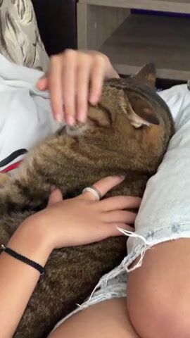 A person is petting a tabby cat that is lying on their lap. The cat has its eyes closed and appears to be relaxed. The person's hands are gently stroking the cat's head and body. The scene is indoors, with furniture visible in the background.