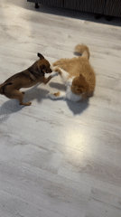 Dog and cat play on the floor, cat unbothered