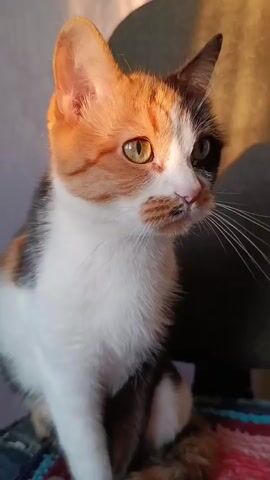 A calico kitten is shown in a close-up shot. The kitten is looking to the right, with its head slightly tilted. Sunlight is hitting the left side of its face, highlighting its amber eye and casting a shadow on the right side of its face, where a black patch is visible. Its fur is a mix of white, orange, and black. The background is out of focus, with a hint of a wall with a light switch visible in the upper left corner, suggesting an indoor setting. The overall impression is one of a calm and alert kitten. The lighting suggests it is either early morning or late afternoon. There is no visible text in the media file.