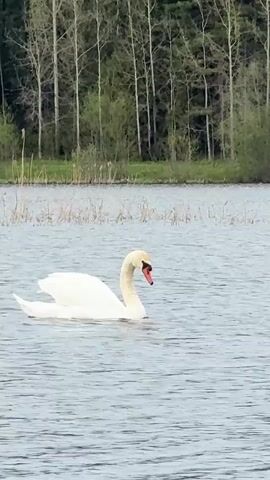 A white swan with a black and red beak swims on a lake, occasionally dipping its head under the water. Tall thin trees line the far side of the lake, behind some low vegetation. The sky is overcast.