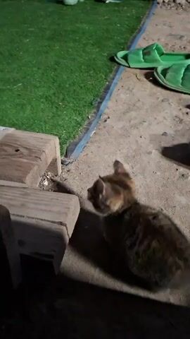 The video shows a tabby kitten walking on a dirt path next to a patch of artificial grass. The kitten is small and has brown and black stripes. It is walking towards the right of the frame and is looking down at the ground. There are a few green flip-flops on the artificial grass, and some wooden planks are visible in the foreground. The background is blurred, but it appears to be a garden with some trees and bushes. The lighting is dim, suggesting it is evening or early morning.