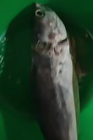 A fish is laying in a green plastic bowl. The fish is silver and has been gutted. The head of the fish is in the top part of the frame. The fish’s tail is at the bottom of the frame. The camera moves from the head down to the tail of the fish.