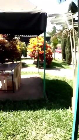 The video shows a garden on a sunny day. A glimpse of lawn is seen in the foreground, along with a couple of chairs and tables. Palm trees and a variety of other plants are seen along a walkway. A red vehicle is seen in the distance.